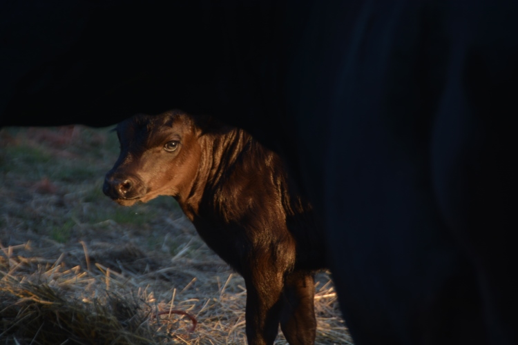 calf 